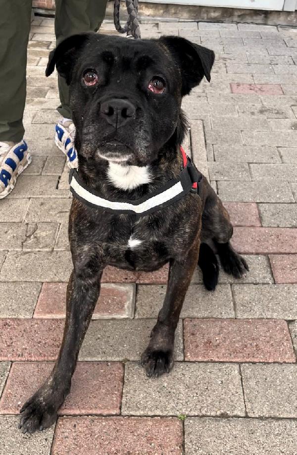 CHERRY BELLISSIMA BOXERINA Foto 4